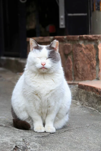 Biały Kot Siedzi Ulicy Dzień — Zdjęcie stockowe