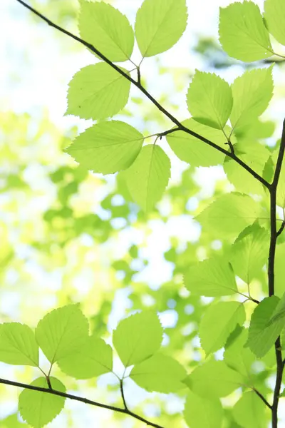 Grüne Blätter Park — Stockfoto