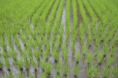 Tayland 'daki yeşil pirinç tarlası, kapatın.