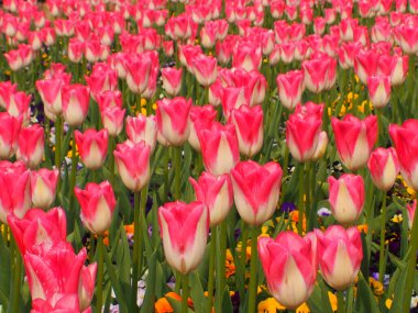 Bahçedeki güzel pembe laleler       