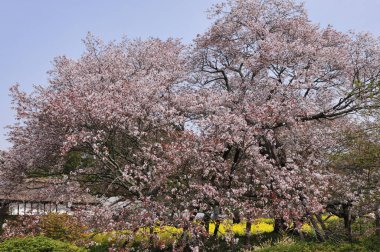 Japonya 'da kiraz çiçekleri sakura