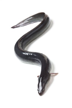 Siyah yılan balığı beyaz arkaplanda izole edildi