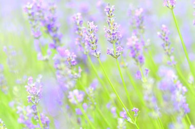 güzel çiçekler, doğa ve bitki konsepti