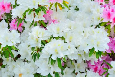 Bahçede açan güzel pembe ve beyaz çiçeklerin yakın çekim görüntüsü   