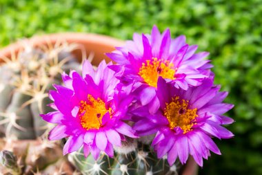 güzel çiçekler, doğa ve bitki konsepti