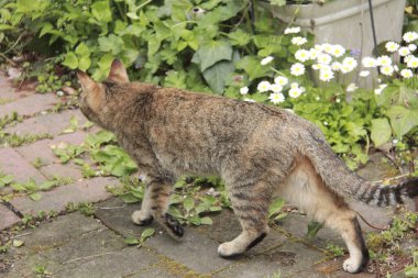 Gri kedi parkta yürüyor