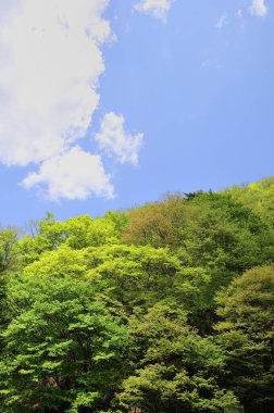 Mavi gökyüzünde yeşil ağaçlar 