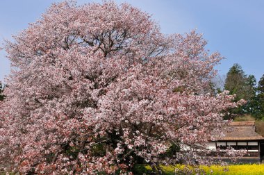 Japonya 'da kiraz çiçekleri, Tokyo