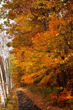 Renkli ağaçlı sonbahar ormanı