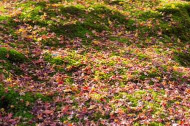 Yere düşen sonbahar yaprakları, parkta çimenler