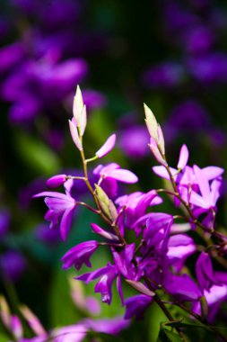 Açık havada açan güzel çiçeklerin yakın görüntüsü