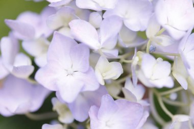 Güzel ortanca çiçekleri yazın çiçek açar..