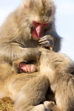 Japon makaklar pire arayan maymunlar