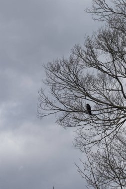Kartal çıplak ağaç dalına tünemiş