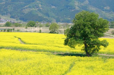 Sarı çiçekler tarlada