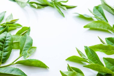 taze yeşil yaprakları üzerinde beyaz izole