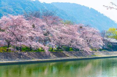 Japonya ağaçlarda kiraz çiçeği