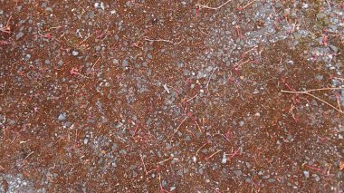 Taşlar ve dallarla zemin yüzeyinin üst görünümü, tam çerçeve arkaplan