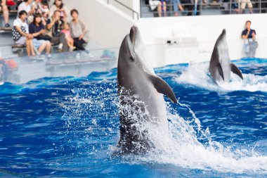 Mavi suda zıplayan yunuslar