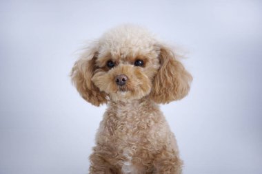 Beyaz arka planda izole edilmiş şirin köpeğin yakın plan fotoğrafı. 