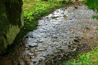 Yosun, ormandaki dere ve yeşil çimenler. 