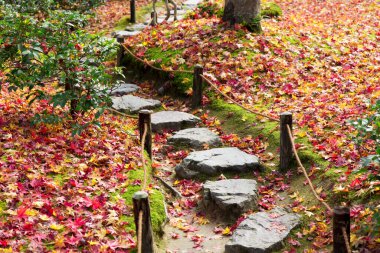 Taş patika ve parktaki renkli sonbahar yaprakları
