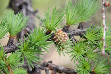 Ormanda yeşil iğneler olan çam dalı