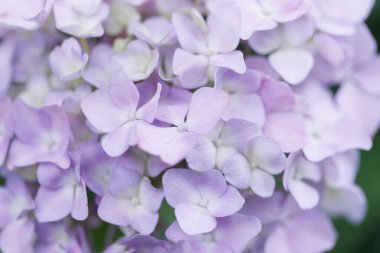 Güzel ortanca çiçekleri yazın çiçek açar..