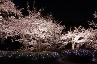 Bahar parkında kiraz çiçeklerinin güzel gece manzarası