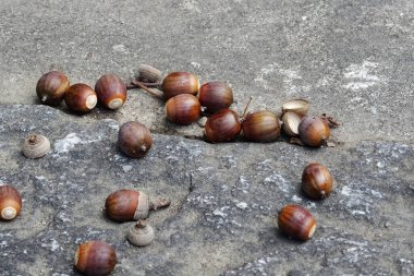 Sert yüzeylere saçılmış palamutlar