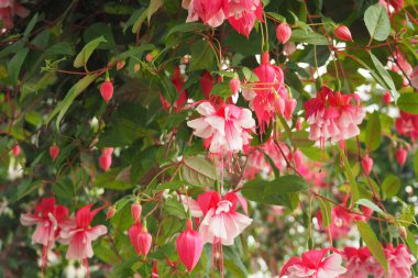 Bahçedeki güzel çiçekler