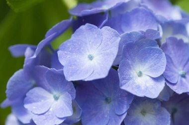 Bahçede açan güzel ortanca çiçekleri, yakın plan