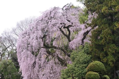 Japonya 'da kiraz çiçekleri, Tokyo