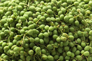 Beyaz arka planda yeşil ve taze Sichuan biberi