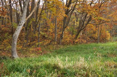 Renkli ağaçlı sonbahar ormanı