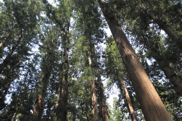 Raksasa Sequoia Pohon Taman — Stok Foto