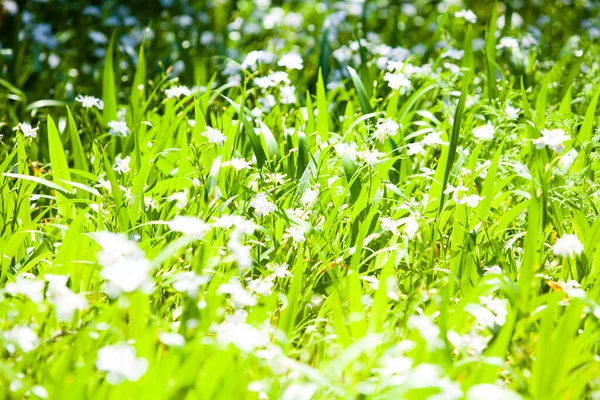 Groene Gazon Met Kleine Witte Bloemen — Stockfoto