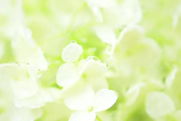 Vackra Blommor Natur Och Flora Koncept — Stockfoto