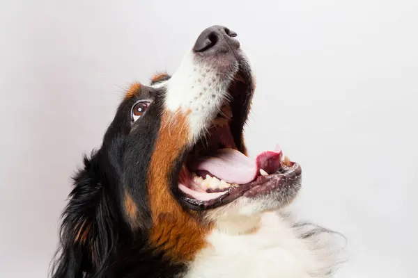 Портрет Бернської Гірської Собаки Крупним Планом — стокове фото