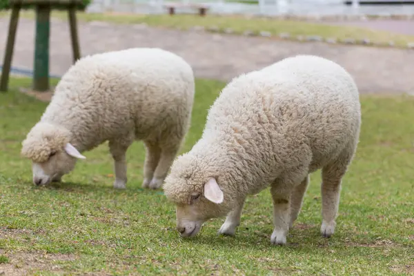 Cute Owiec Gospodarstwie Tle Natury — Zdjęcie stockowe