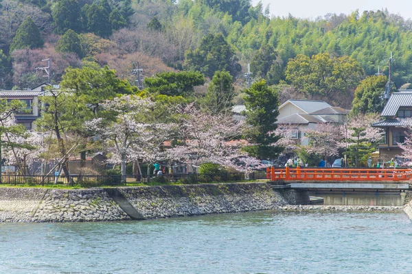 Cerezos Flor Japón — Foto de Stock