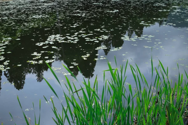 Jezioro Powierzchnia Wody Zielona Trawa — Zdjęcie stockowe
