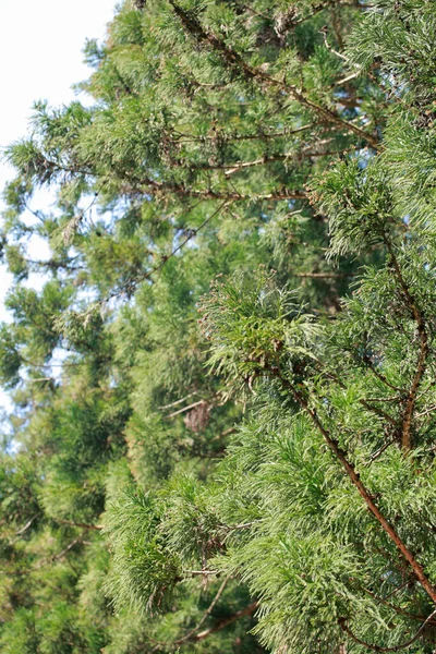 Giant Sequoia Trees Park — Stock Photo, Image