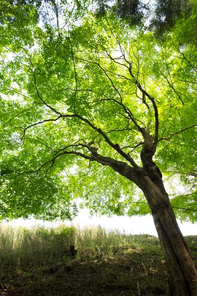 Zöld Fák Nyári Parkban Nappali Kilátás — Stock Fotó