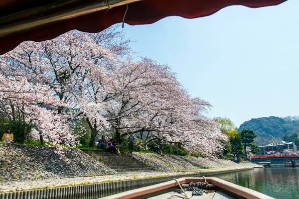 Japonya Ağaçlarda Kiraz Çiçeği — Stok fotoğraf