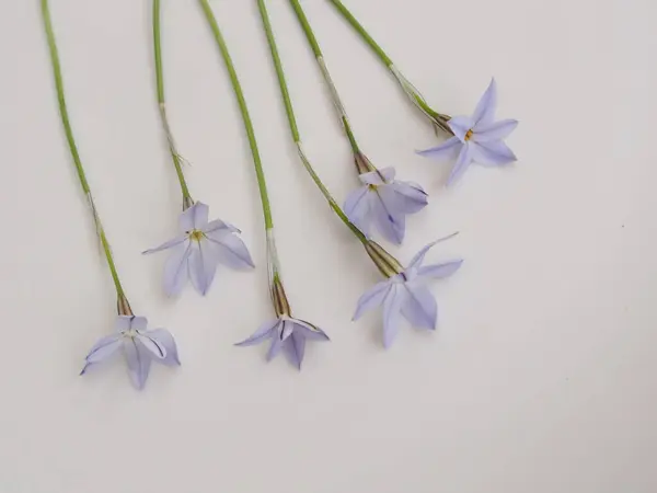 Λευκά Λουλούδια Μπλε Φόντο — Φωτογραφία Αρχείου
