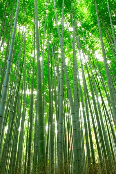 日本根本美丽的绿色竹林 — 图库照片