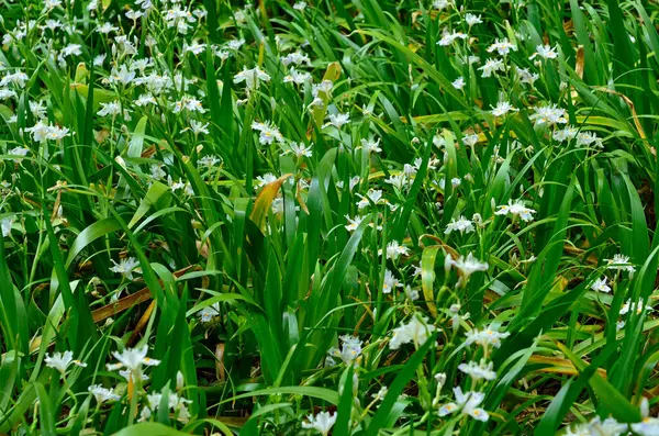 Λευκό Λουλούδι Στον Κήπο — Φωτογραφία Αρχείου
