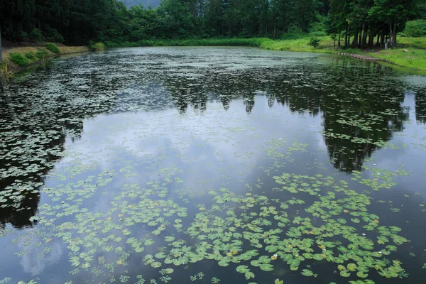 Lago Floresta Verde — Fotografia de Stock