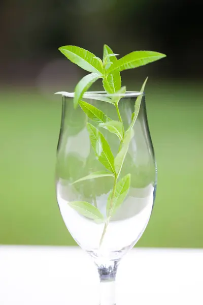 Φρέσκο Πράσινο Μέντα Ένα Ποτήρι — Φωτογραφία Αρχείου